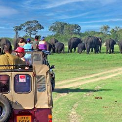 Minneriya national park safari