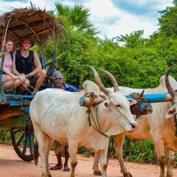 hiriwadunna Village Tour bullock cart 2